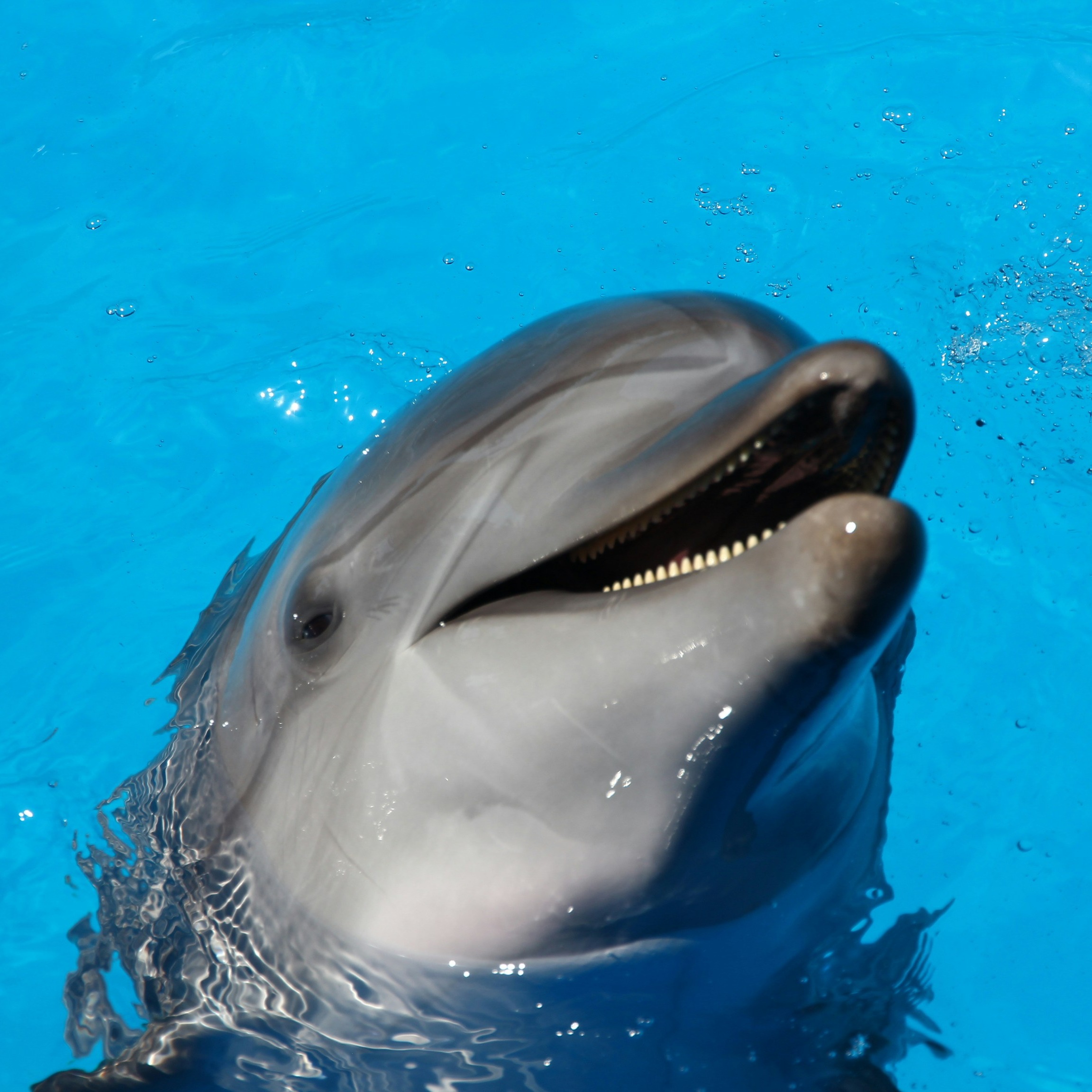 Dolphin
