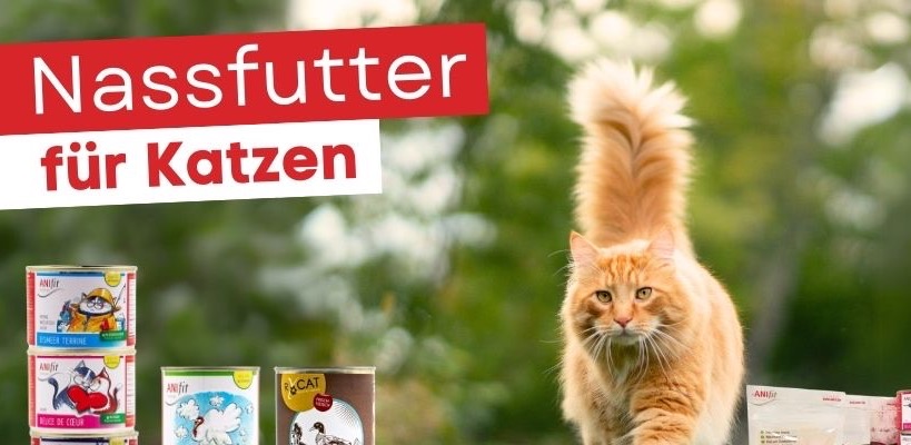 Katzen